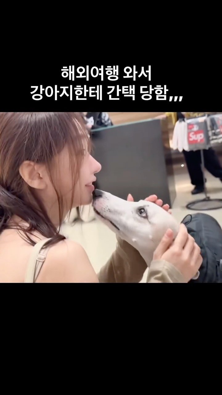 dodo_baby 게시물 이미지: 상해에서 쇼핑하는데 갑자기 주인두없이 목줄도없이 내앞에서 딱 멈츔,,,🥺

항상...