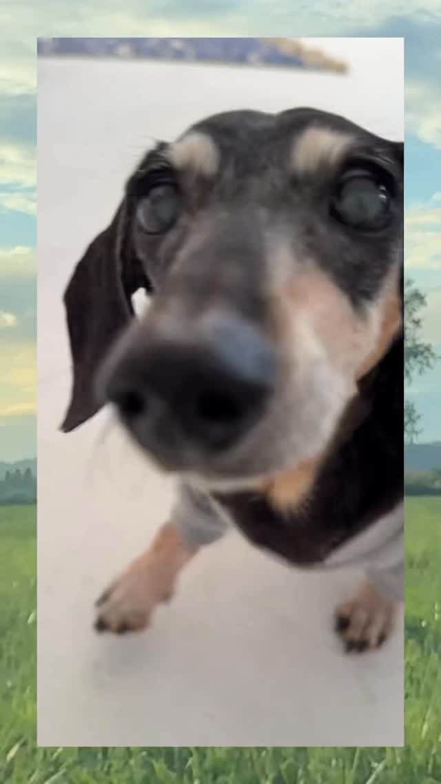 doflwl 게시물 이미지: 사랑은 나눌수록 더 행복하고 따뜻한, 함께해요 🤎

시간이 흘러 밤비가 우리의 곁을...