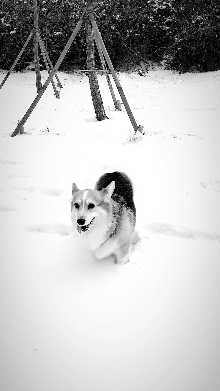 doflwl 게시물 이미지: 🤍
밤비야 생일축하해.
12월 25일은 저희 가족에게 조금 더 특별한...