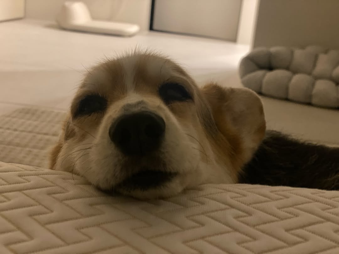 Photo by 윤승아 on December 25, 2025. May be an image of corgi, Norwich terrier and text.