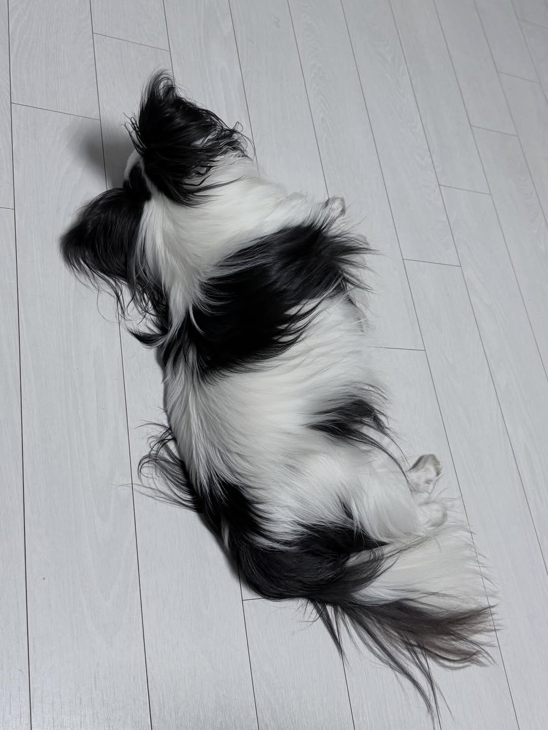 Photo by 레오 on March 05, 2026. May be an image of Pekinese, collie and text.