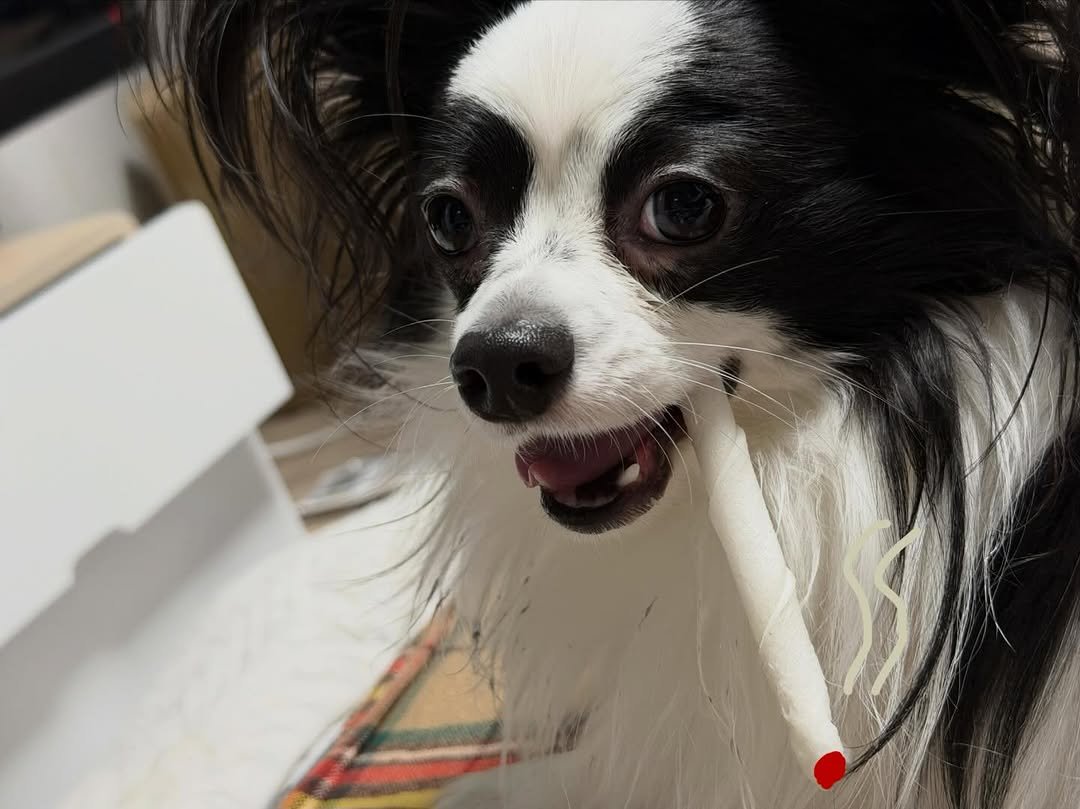 dog_leo0908 게시물 이미지: 