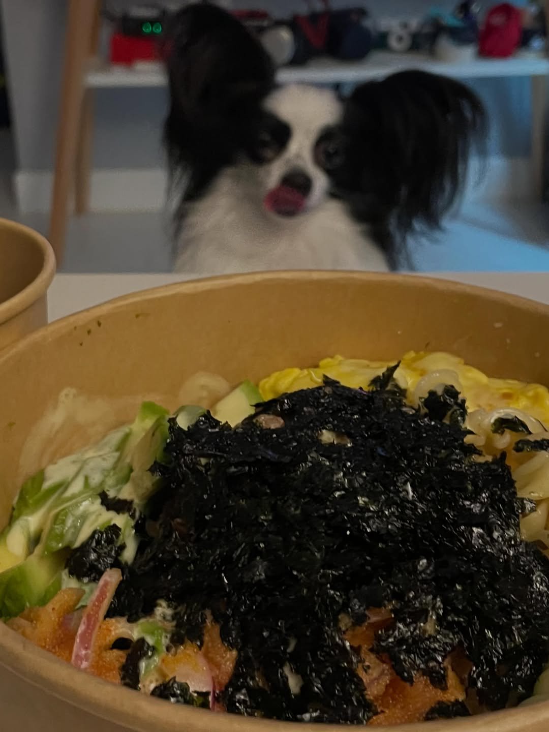 dog_leo0908 게시물 이미지: 