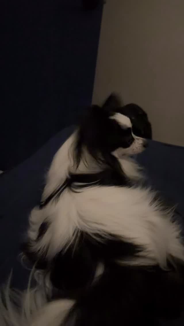 dog_leo0908 게시물 이미지: 순둥이