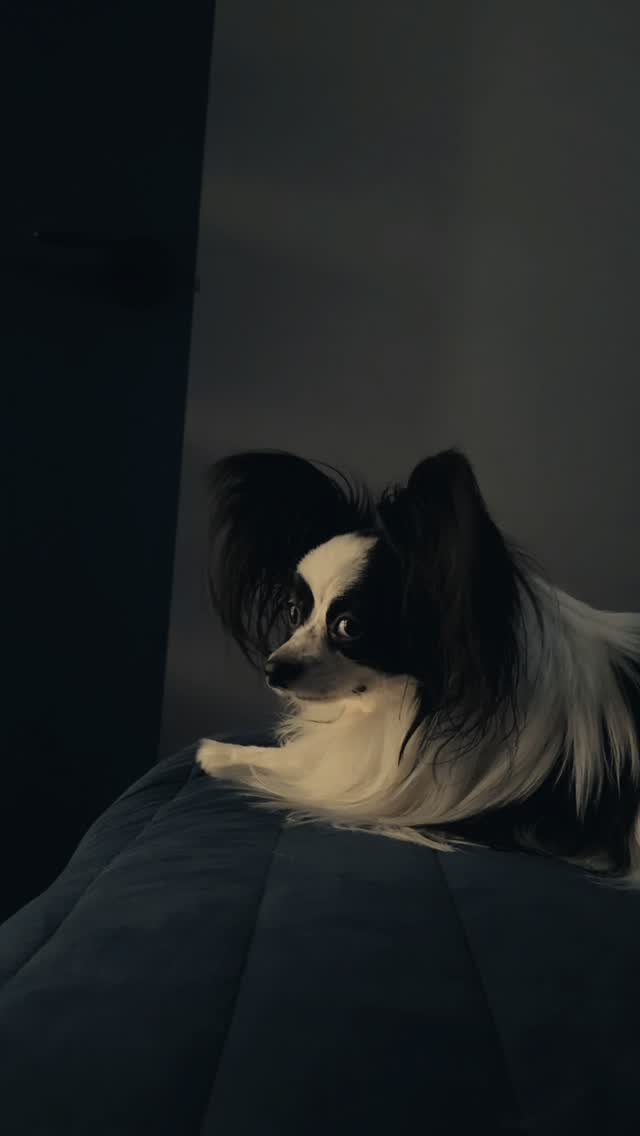 dog_leo0908 게시물 이미지: #강아지연기