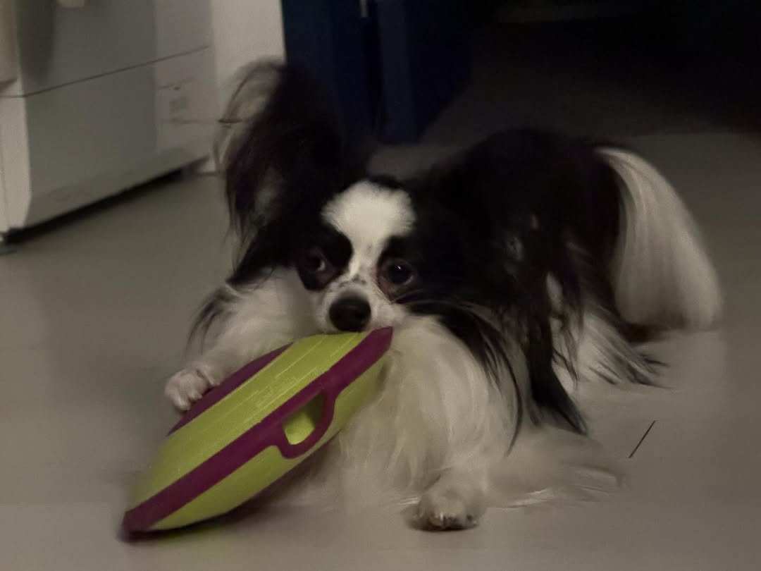 dog_leo0908 게시물 이미지: 