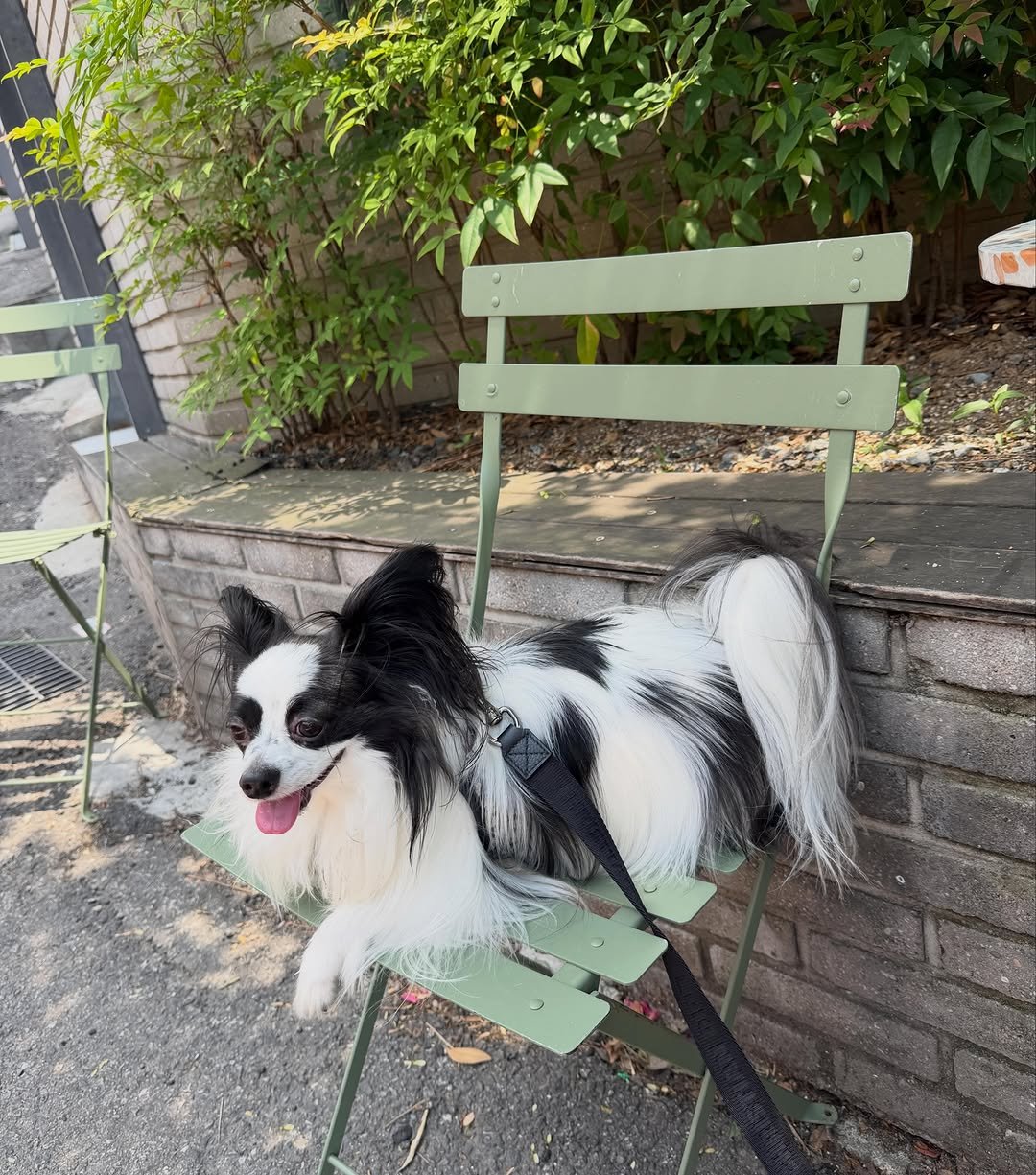 dog_leo0908 게시물 이미지: 