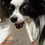 dog_leo0908 인스타그램 프로필 사진