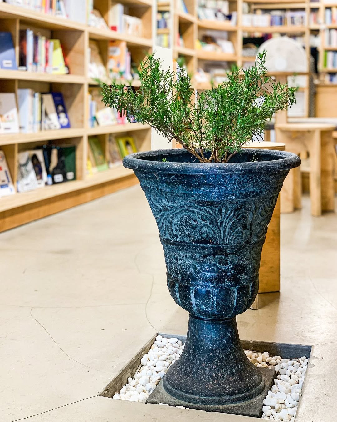 Photo shared by 독서관 on April 14, 2026 tagging @hyeun.ae. May be an image of vase, flower pot, book, urn, house plant, mistletoe cactus and text.