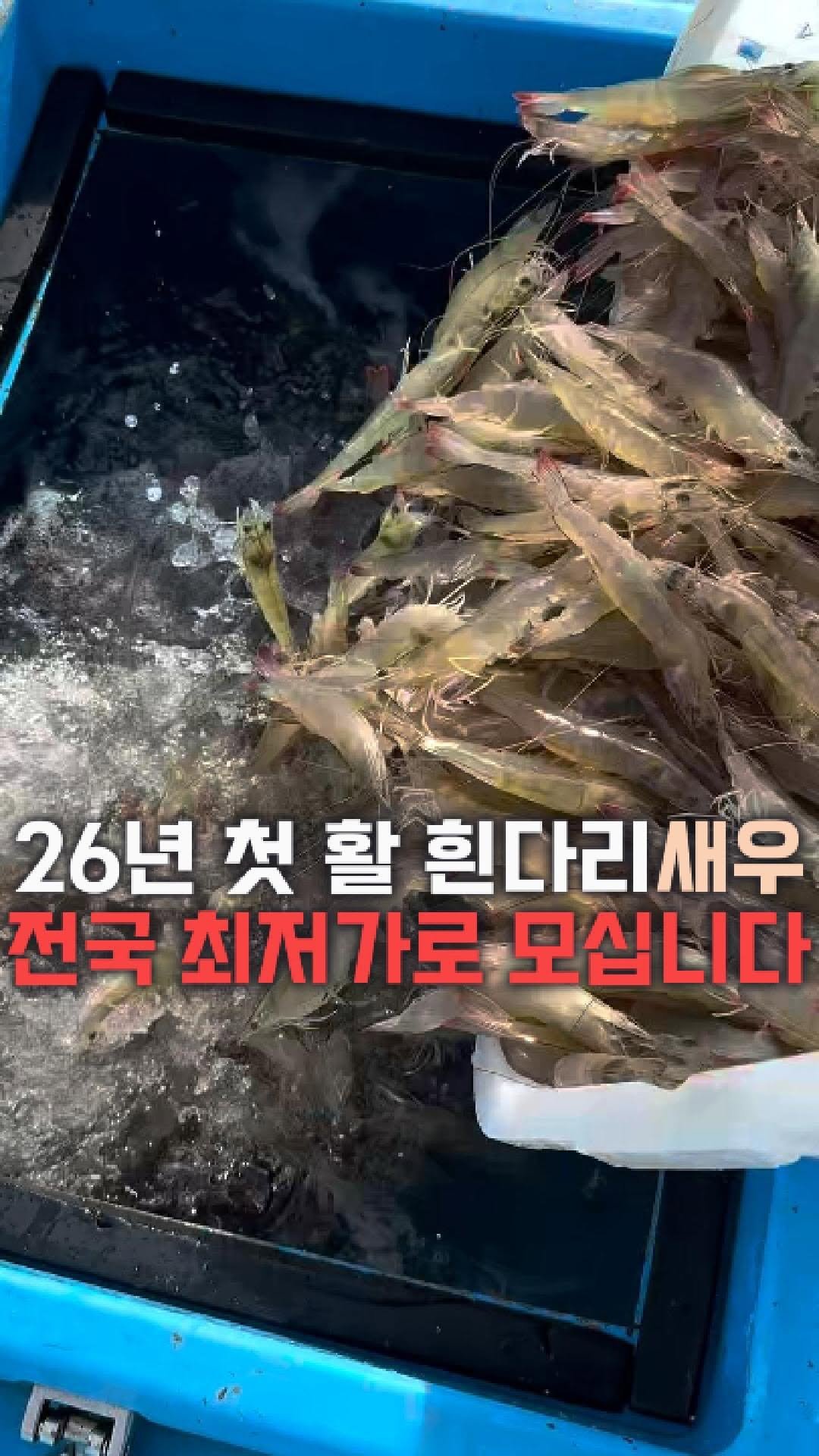 dolfarmer_official 게시물 이미지: 26년 첫 활 흰다리새우🦐🦐
드디어 시작합니다!!

마침 수산대전까지 더해, 가격은...