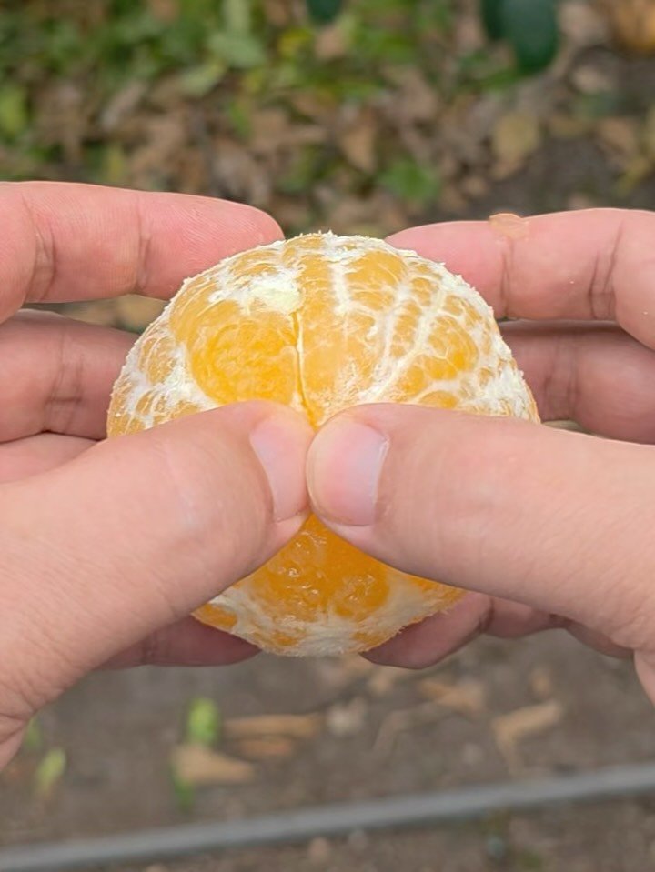 dolfarmer_official 게시물 이미지: 진짜 맛있는 만감류 저렴하게 드시고 싶으신 마님들 주목..

이거 딱 두 달...