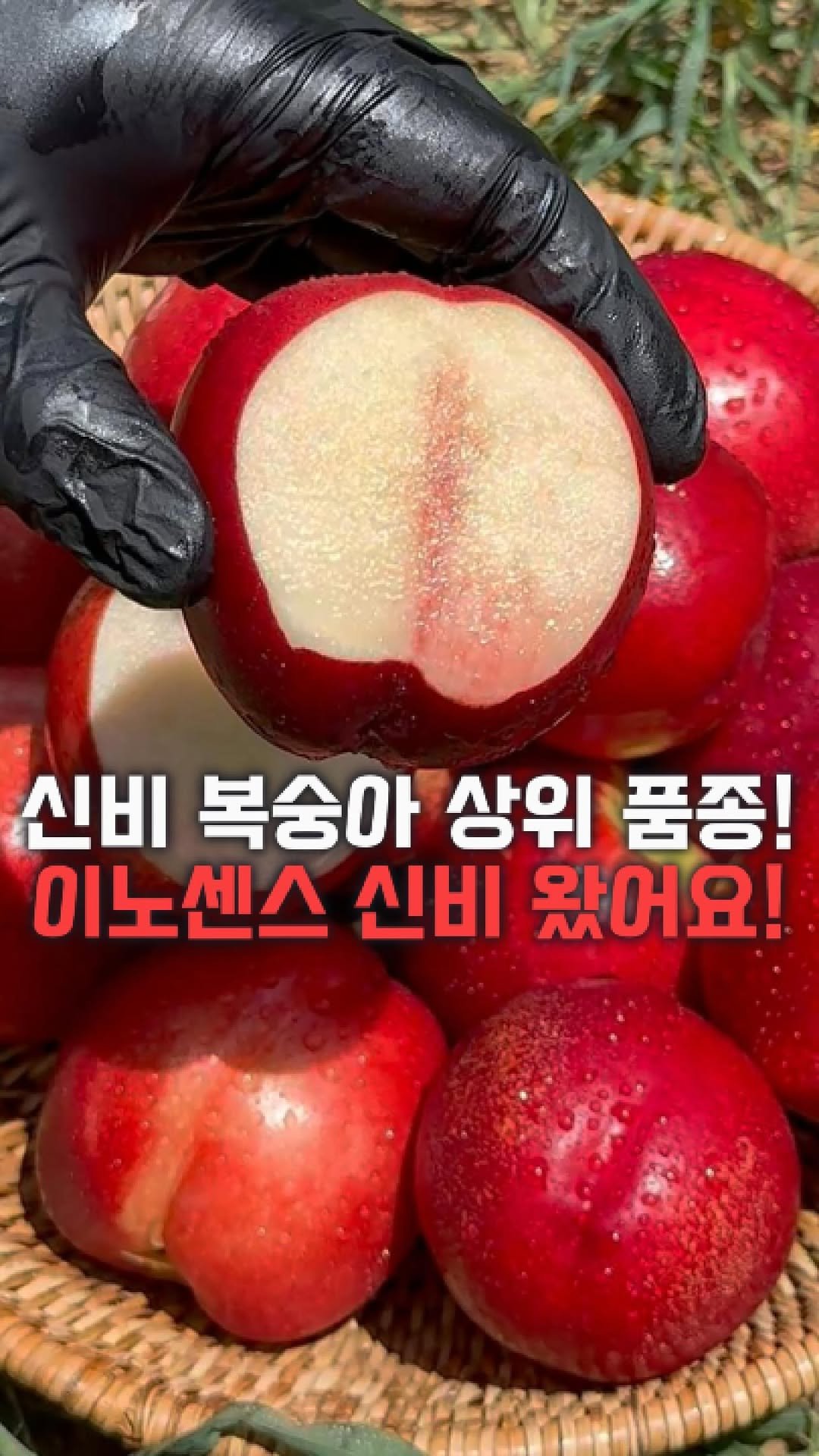 dolfarmer_official 게시물 이미지: 🍎사과만한 복숭아? 이노센스 신비 왔습니다🍑

신비 시즌 끝나서 아쉬우셨던...