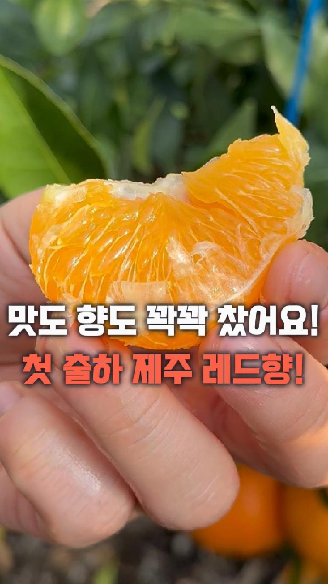 dolfarmer_official 게시물 이미지: 아니 올해 레드향 이게 맞나요..?

수많은 마님들이 기다려주신 레드향!
첫출하...