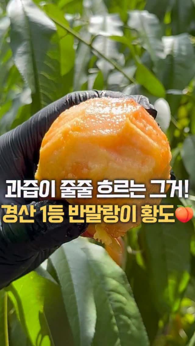 dolfarmer_official 게시물 이미지: 과즙 촵!!! 흐르는 물복🍑 기다리셨죠?

돌쇠네가 보증하는
경산 1등 농가의...