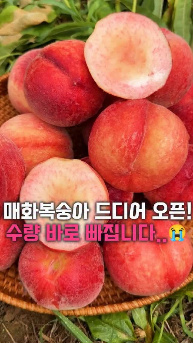 dolfarmer_official 게시물 이미지: 🍑드디어! 매화 복숭아 오픈🍑

마님들!
작년에 오픈 하자마자 품절 대란이었던 
그...