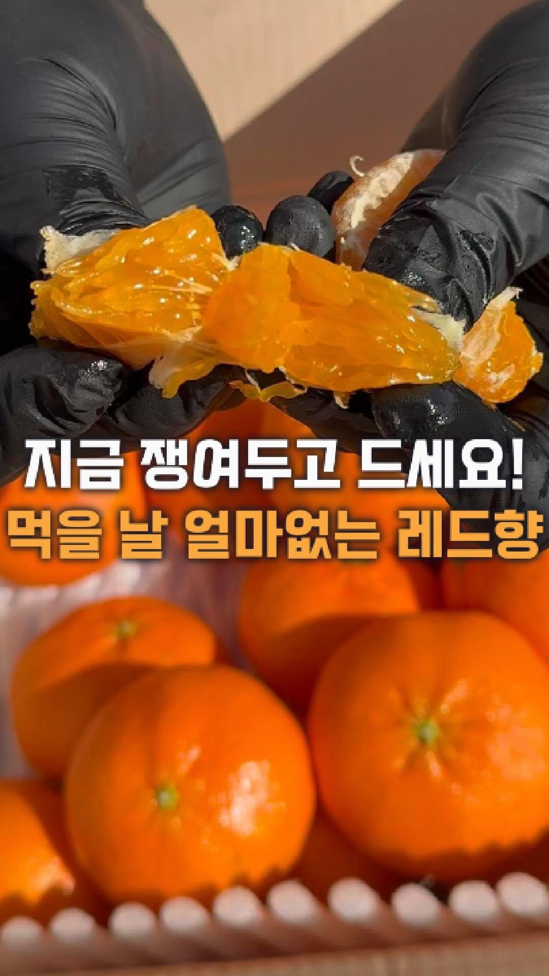 dolfarmer_official 게시물 이미지: 설 끝나면, 레드향 먹기 힘들어요!🚨

만감류 중에서도 
당도 높고 맛있기로 유명한...