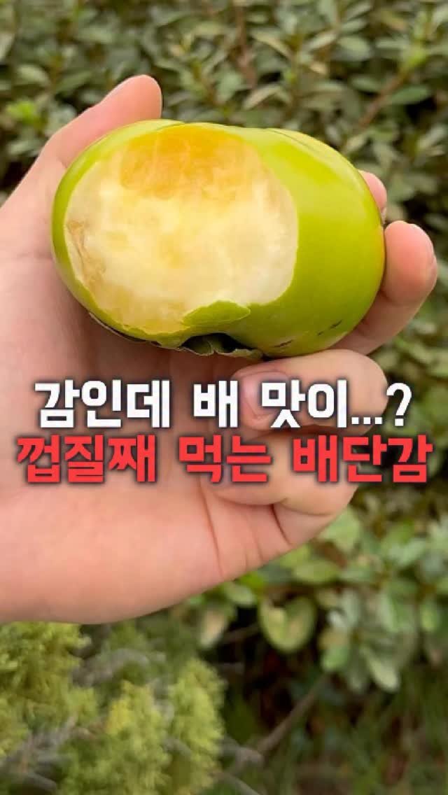 dolfarmer_official 게시물 이미지: 보기만 해도 떫을 것 같은 이 감은,
아는 사람들만 먹는 ”태추단감“...