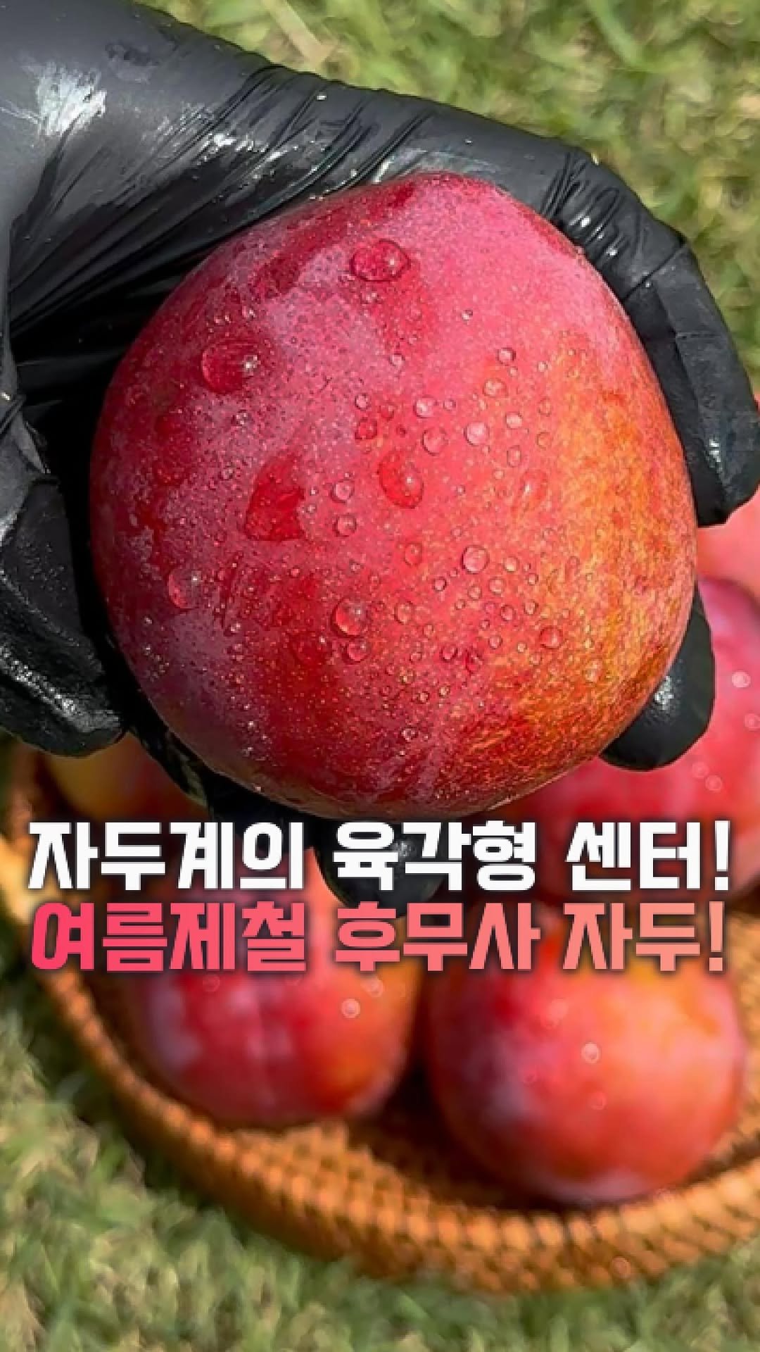 dolfarmer_official 게시물 이미지: 알 크고 달달한 복숭아급 후무사 자두♥️

마님들, 올 여름 자두는 
이것만 드셔도...