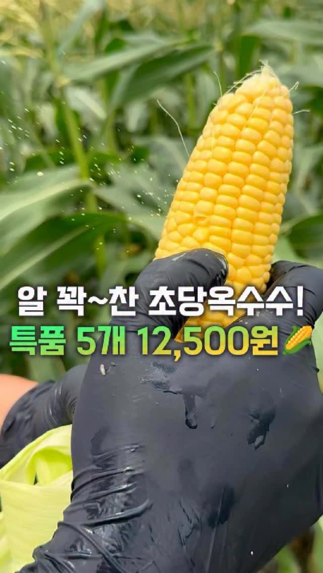 dolfarmer_official 게시물 이미지: 16cm 이상 특품 선별
✅5개입 12,500원
✅10개입 21,500원
배송비...