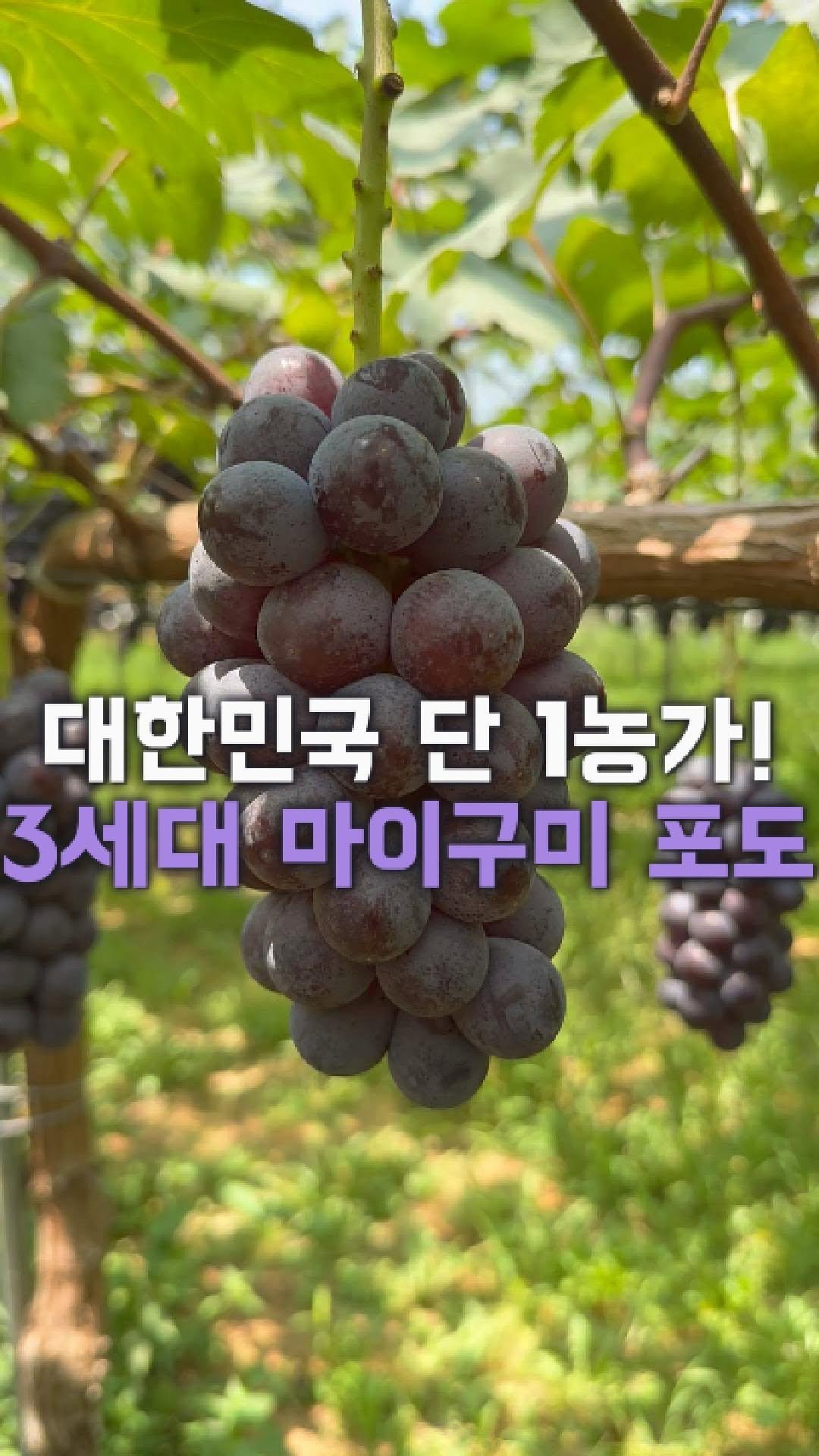 dolfarmer_official 게시물 이미지: [돌쇠네 단독입고]

전국에서 오직! 한 농가만 재배한다는
귀하디 귀한...