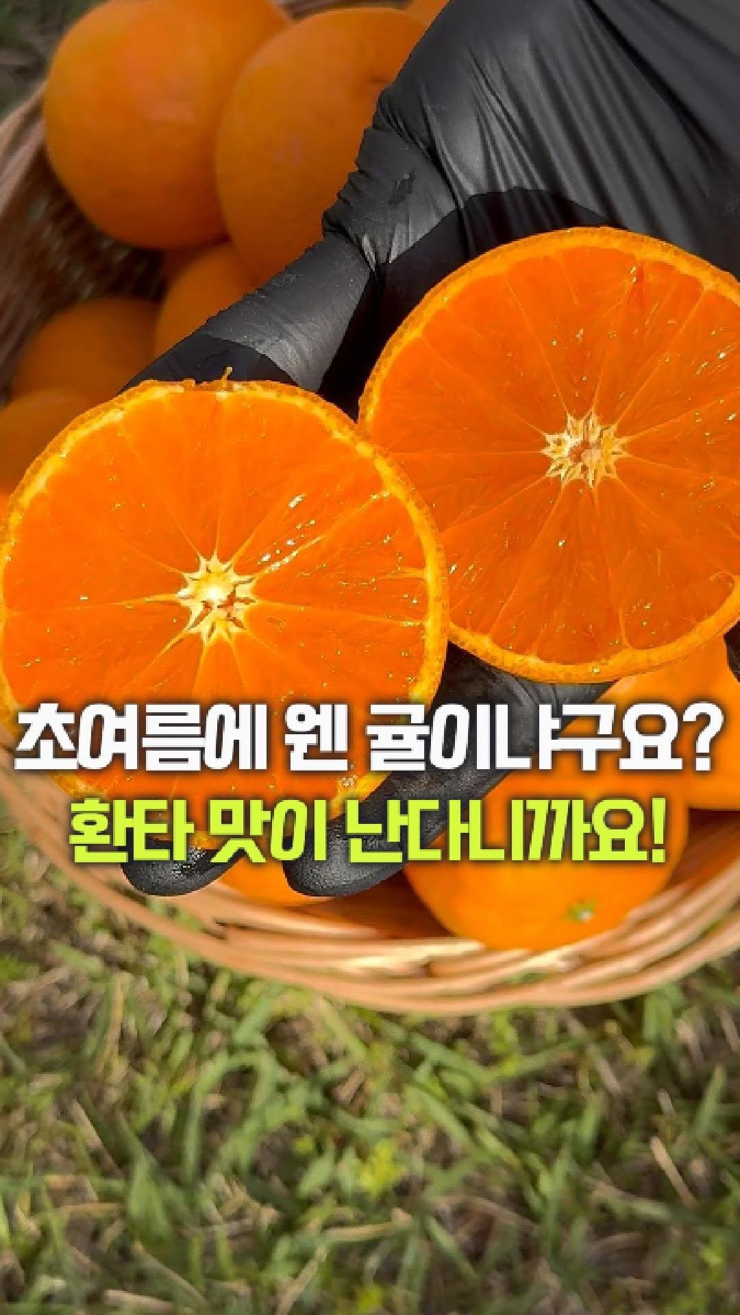 dolfarmer_official 게시물 이미지: 초여름 날씨에 먹는 귤..?
오히려 더 맛있어요!

지금 시기에만 짧게 나오는 봄...