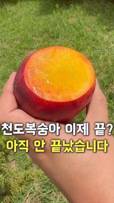 dolfarmer_official 게시물 이미지: 천도복숭아 끝나서 아쉬우시다구요?
❌NOPE❌ 아직 안 끝났어요!
8월에만 반짝...