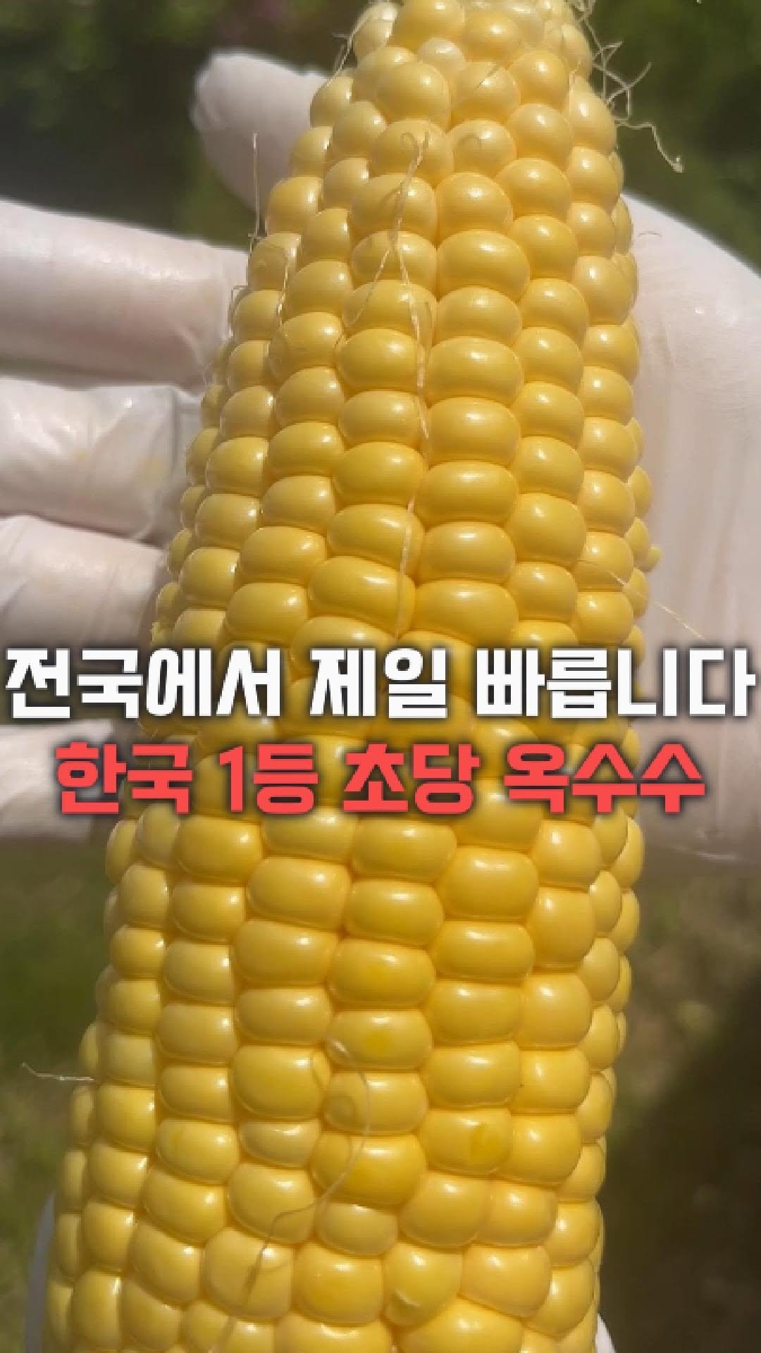 dolfarmer_official 게시물 이미지: 초당옥수수 제일 빠른 집🌽🌽
당연히 올해도 돌쇠네입니다!

지금 바로...