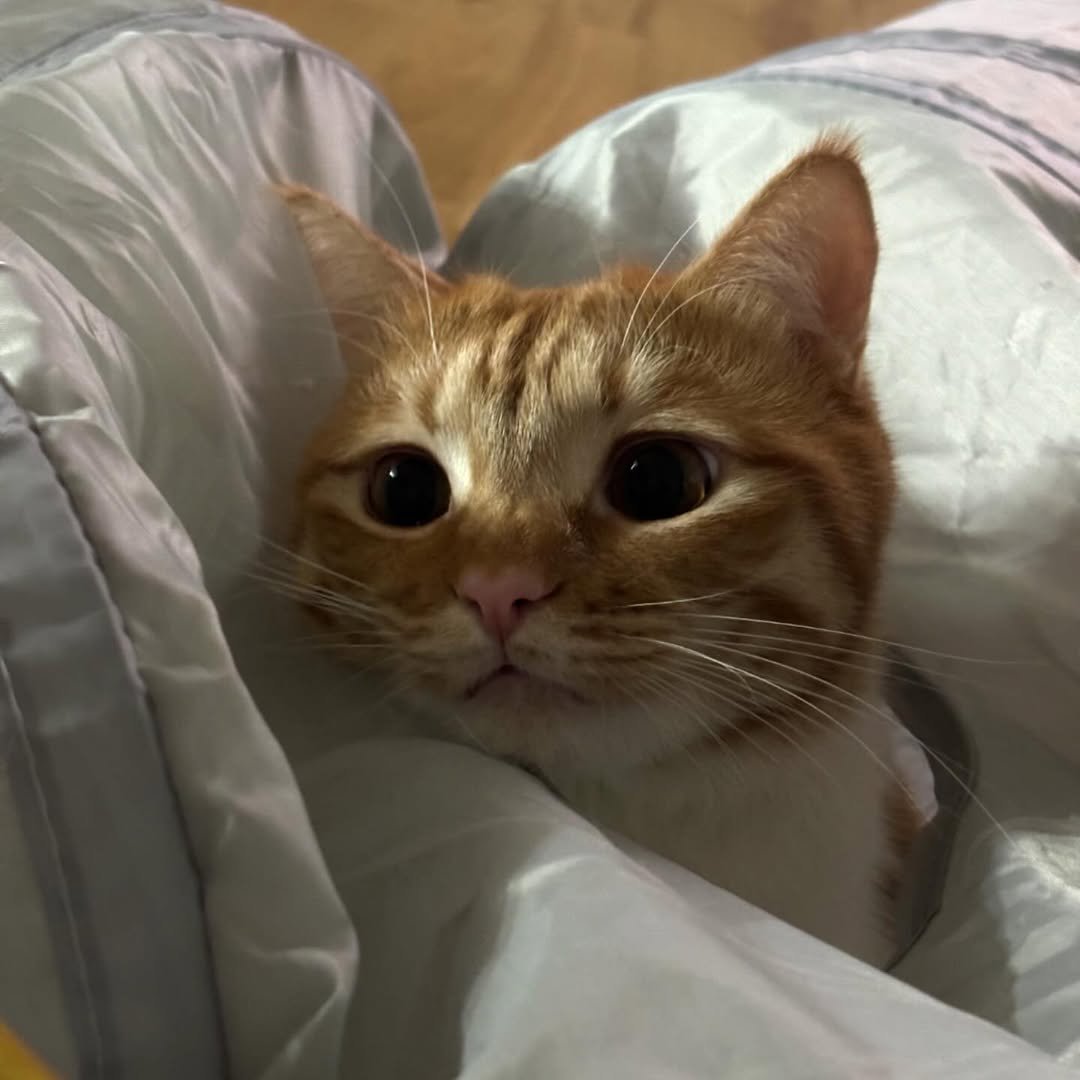 dongggeul 게시물 이미지: 곁눈질 잘하는 고양이 1등