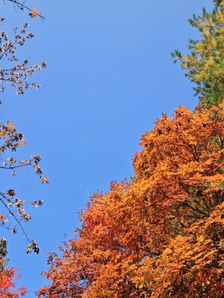 dongtanping 게시물 이미지: 동탄의 가을단풍 멀리 안가도 이삐네.