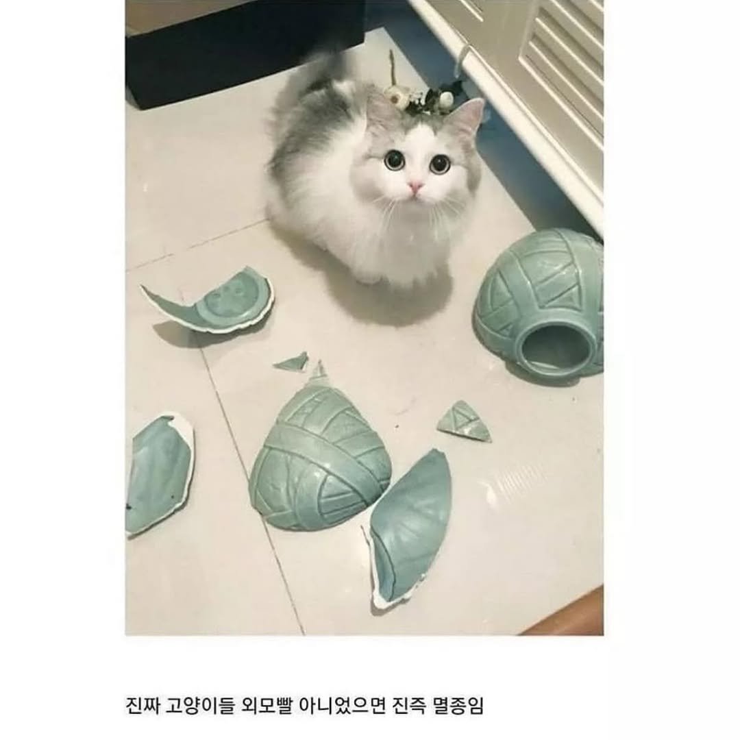 Photo by 도파민야옹이 😼 on February 03, 2026. May be an image of ragdoll cat, Persian cat, kitten and text that says 'AY 진짜 고양이들 외모발 아니었으면 진즉 멸종임'.