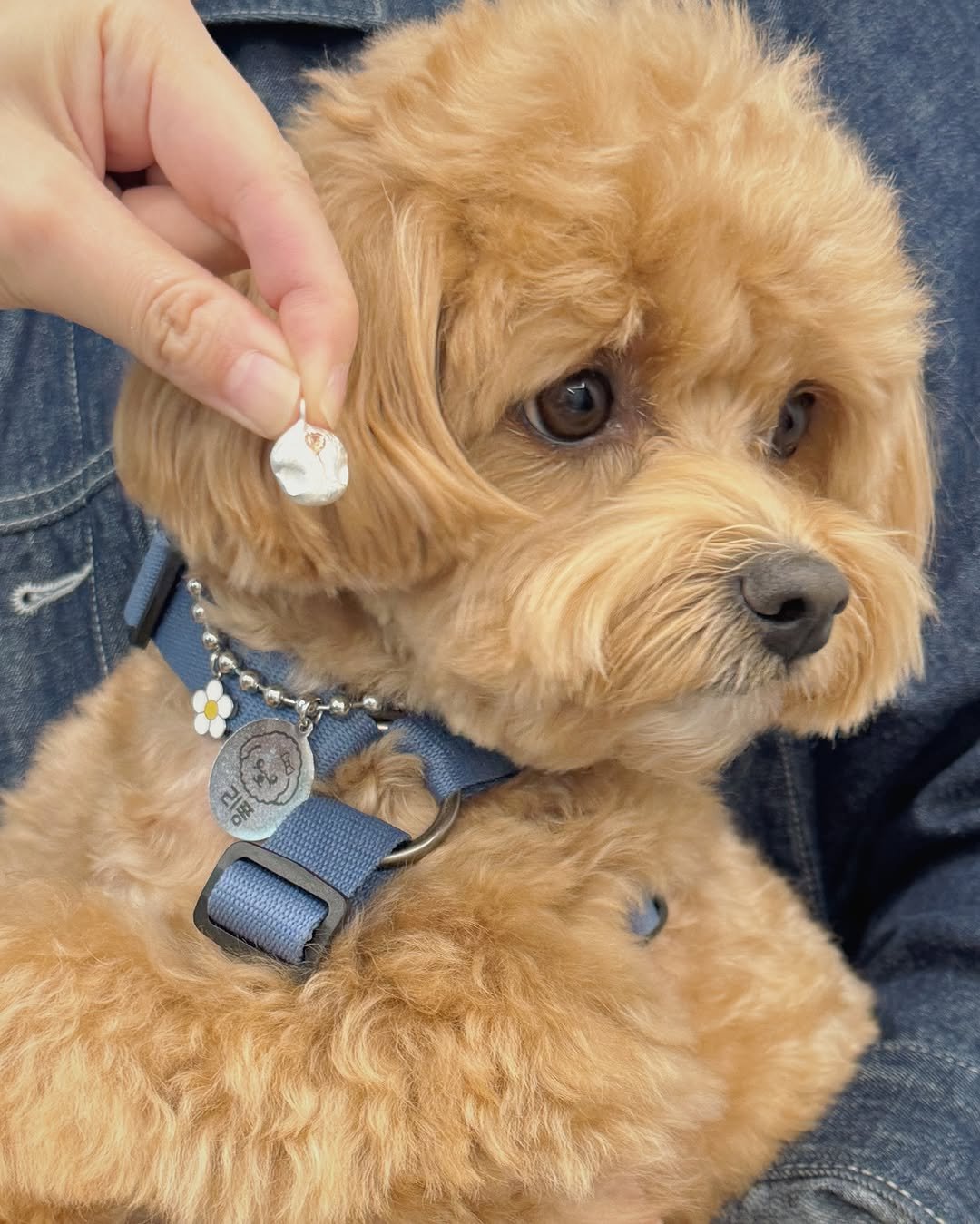 dough_class__ 게시물 이미지: 귀염둥이 리퐁이 🐶🐾
오늘은 리퐁이와 보호자분들께서 방문하셔서 비문 목걸이를 제작...