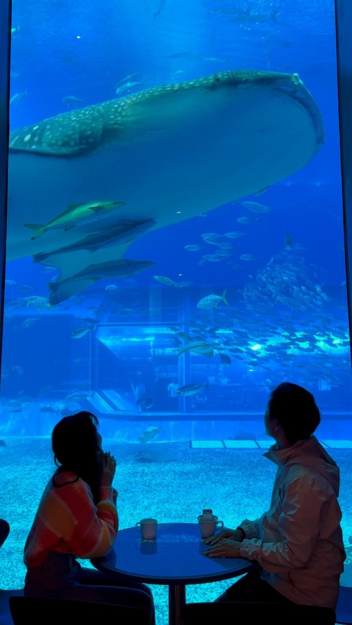 dy0220 게시물 이미지: 與鯨鯊同框的美麗畫面
-
📍沖繩。美ら海水族館

Okinawa , Churaumi...
