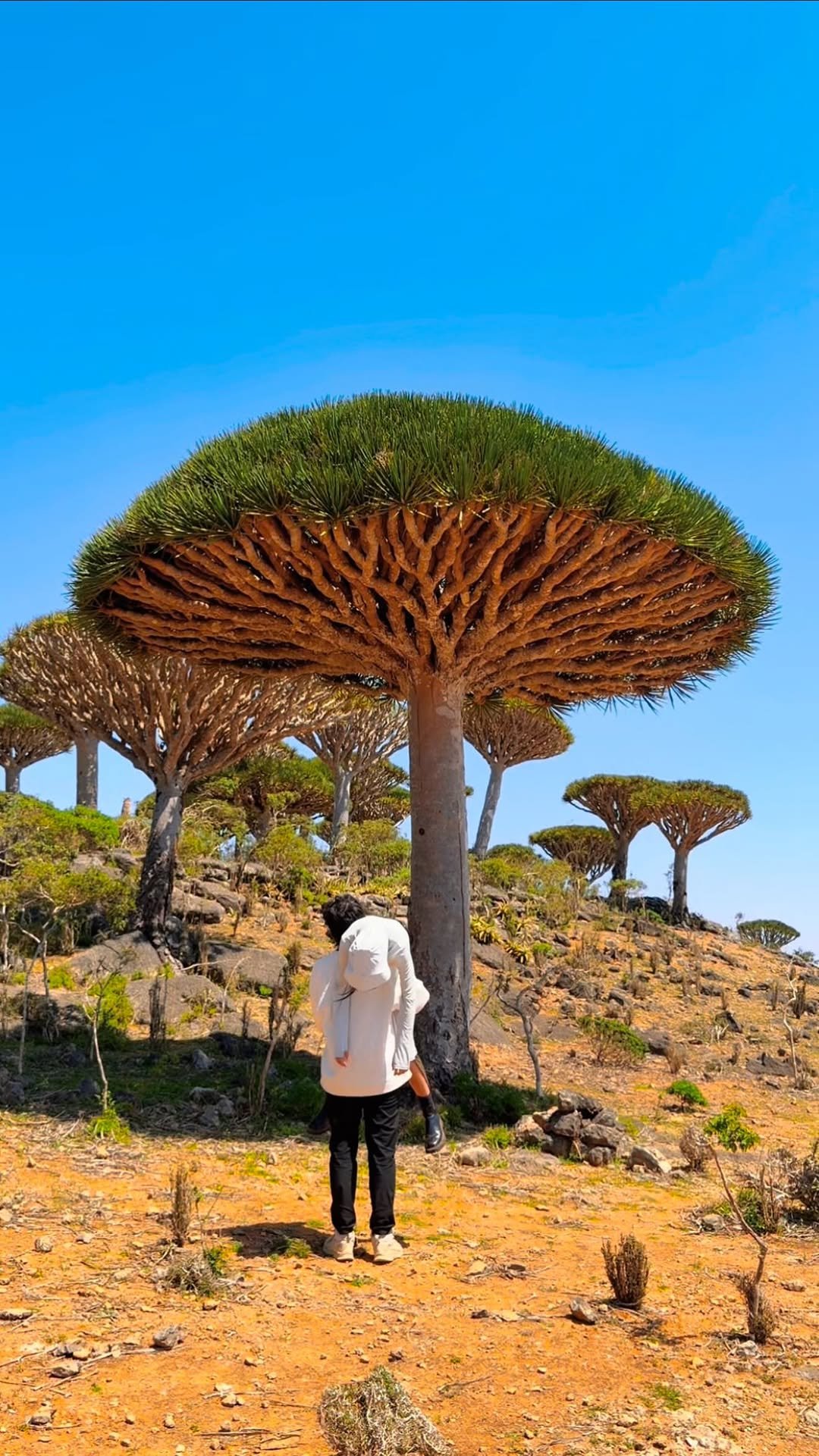 dy0220 게시물 이미지: 不能讓你的旅伴放棄看這世界

終於還是一個人扛下了所有
-
📍葉門。索科特拉島

Yemen...