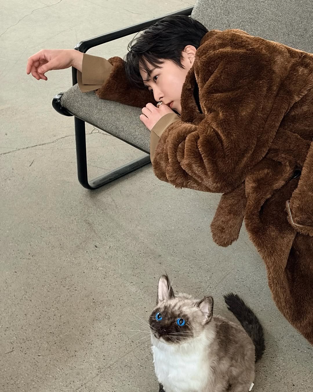 Photo by XIUMIN on March 26, 2026. May be an image of ragdoll cat, kitten, duffle coat, fur and text.