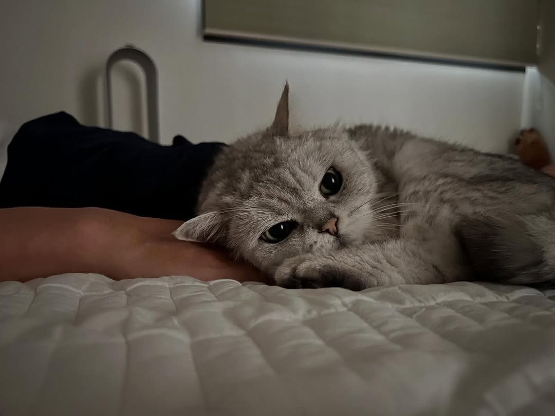 Photo by 김이나 on March 24, 2026. May be an image of ragdoll cat, Persian cat, Abyssinian cat, kitten and text.