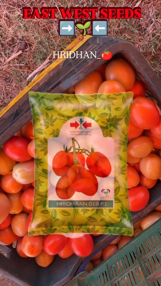 eastwestseedindia 게시물 이미지: Summer Special Verity 
HRIDHAN TOMATO_🍅
#eastwestseed