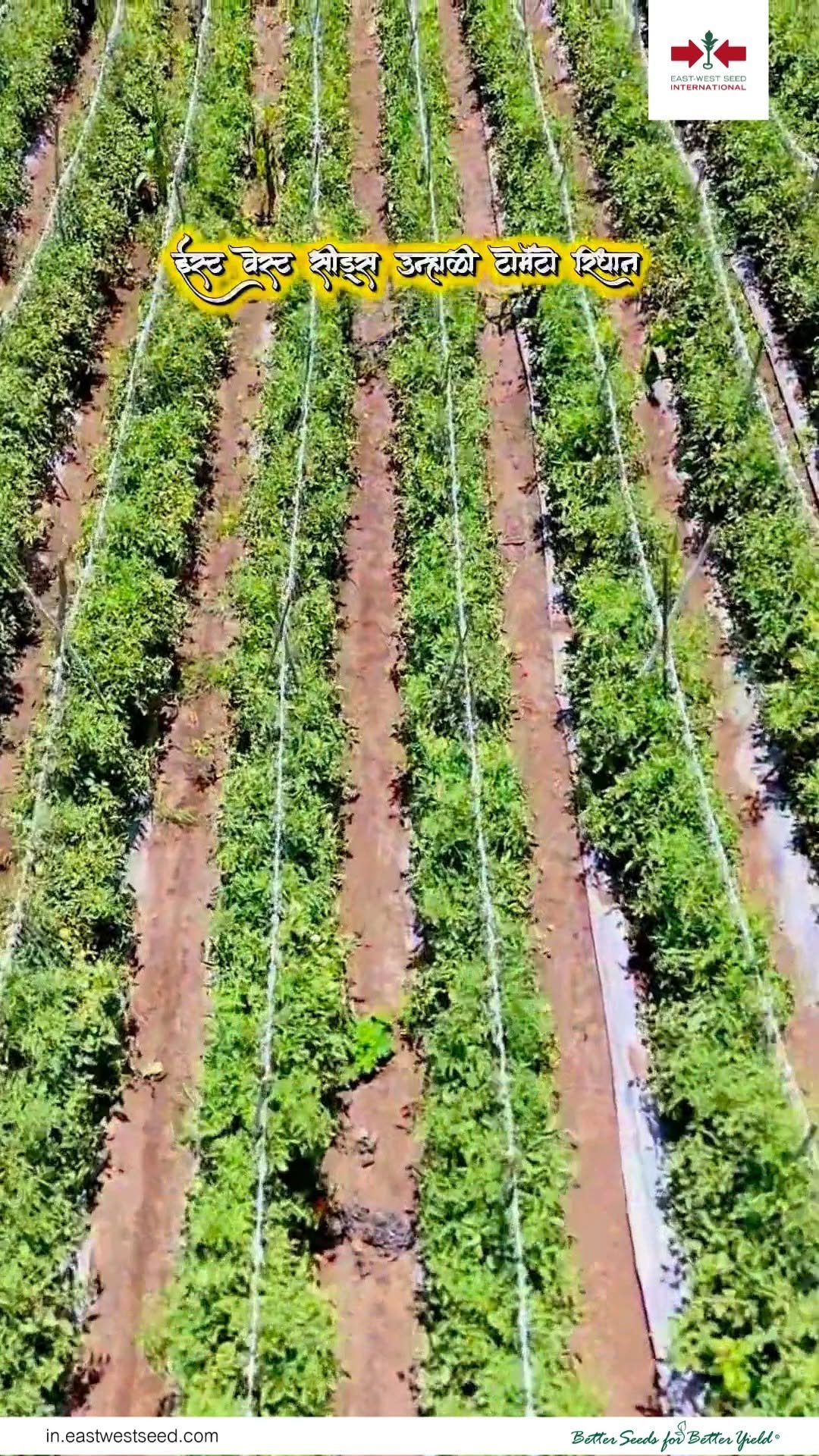 eastwestseedindia 게시물 이미지: From field to success story! 🍅🌱

Farmers are...