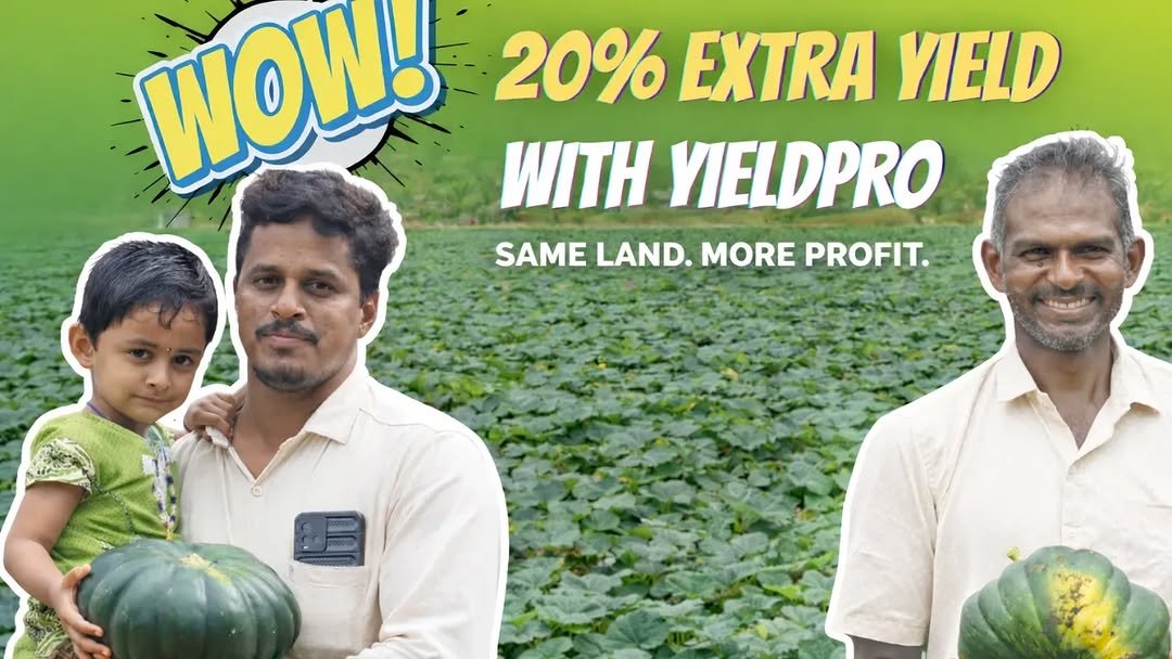 eastwestseedindia 게시물 이미지: 20% extra yield in the same acerage? 🎃🌱

By...