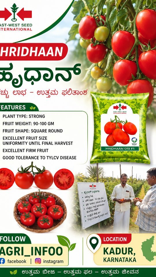 eastwestseedindia 게시물 이미지: Follow @agri__infoo #TomatoCrop #kolar #mysore...