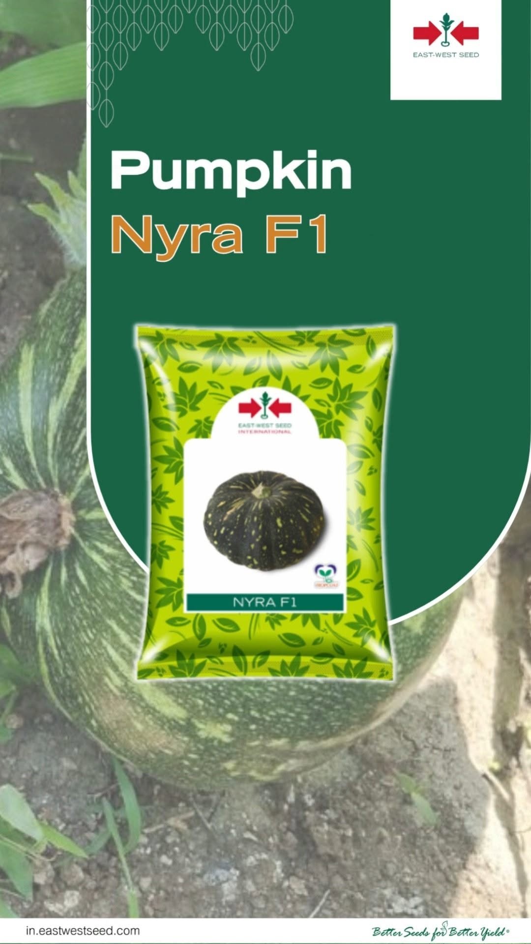 eastwestseedindia 게시물 이미지: देखिए Sonipat के खेतों में Nyra Pumpkin का...