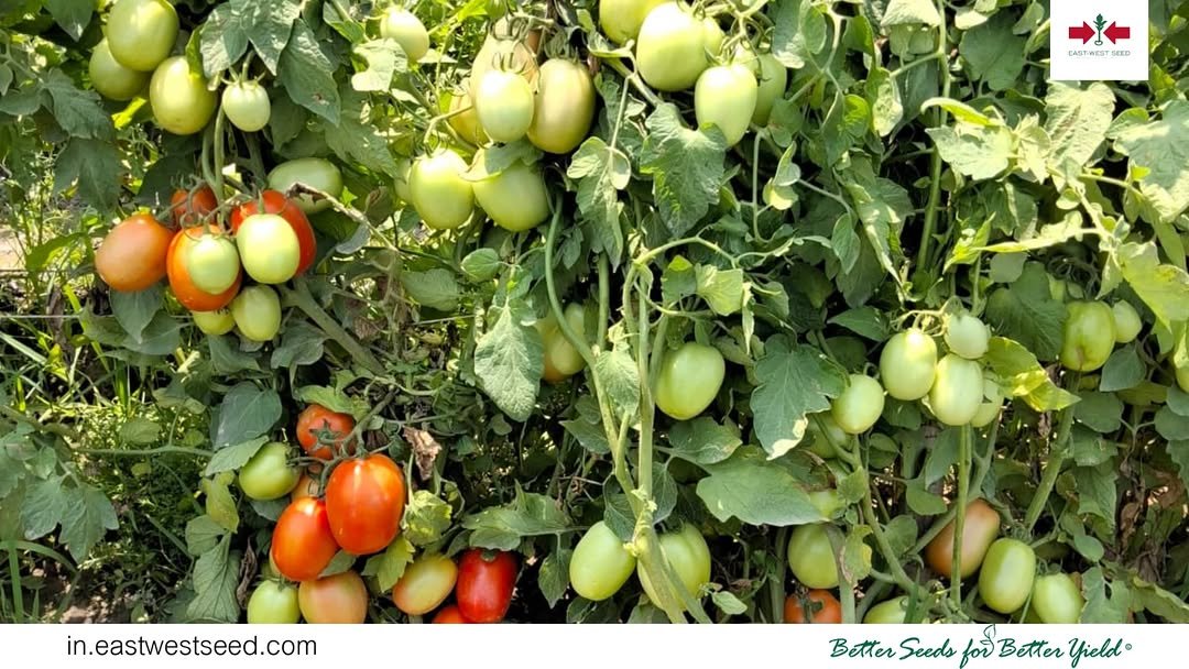 eastwestseedindia 게시물 이미지: गर्मी हो या मार्केट की रेस , 𝗛𝗿𝗶𝗱𝗵𝗮𝗮𝗻 हर...