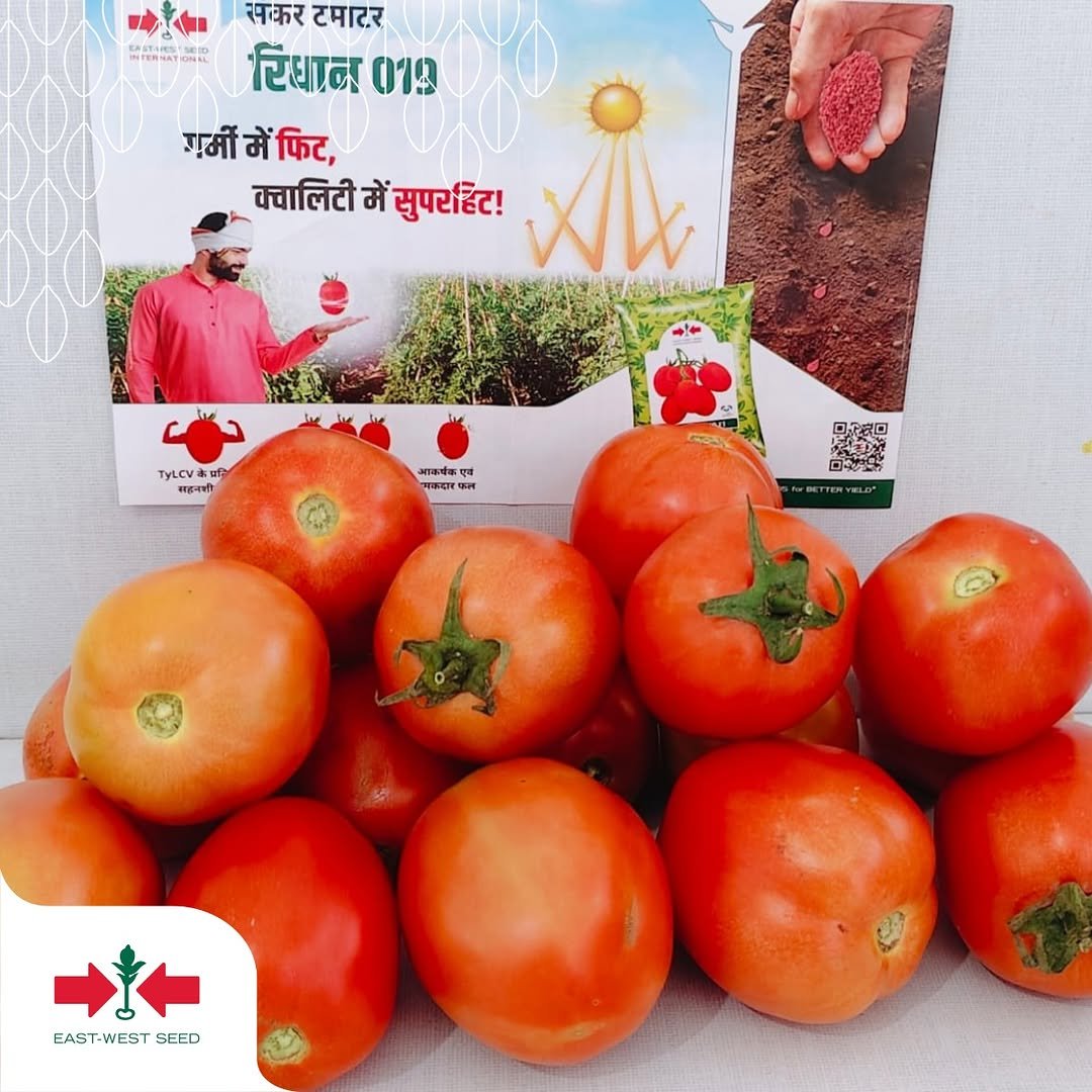 eastwestseedindia 게시물 이미지: 🍅 Farmer Feedback that Speaks Success! 🌱⁣
⁣
As...