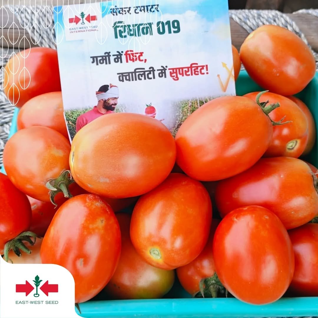 eastwestseedindia 게시물 이미지: 🍅 Farmer Field Visit | Tomato Hridhaan|...