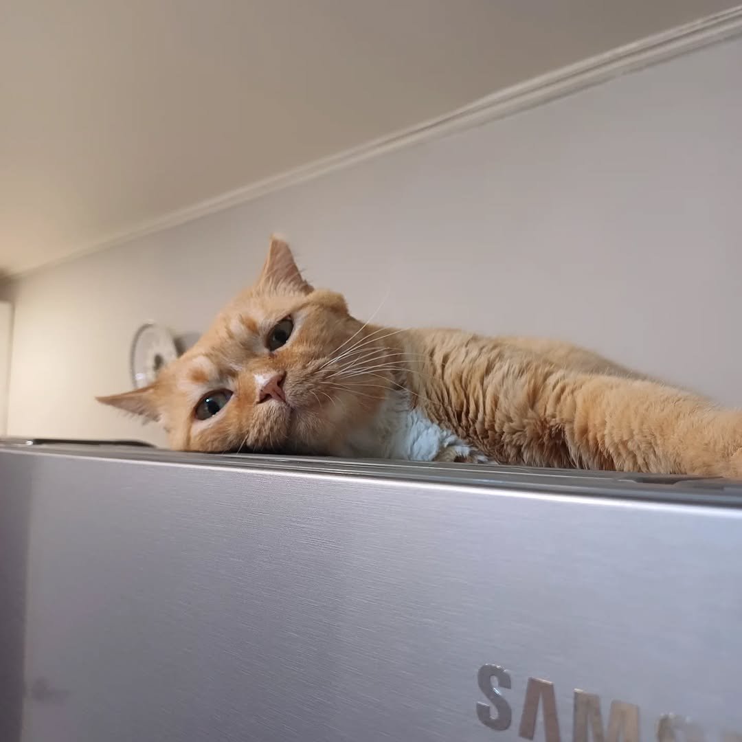 Photo by 이지냥냥 on July 15, 2025. May be an image of Abyssinian cat, kitten, dishwasher, microwave, refrigerator and text.