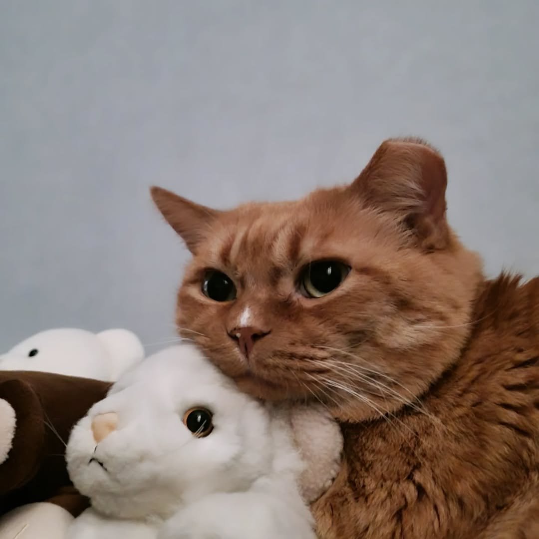 easypeasy_cat 게시물 이미지: 일곱쨜 아기의 아침은😺
요즘 부쩍 친해진 백호🐯 형아와 자고 일어나기❤

코에 모래...
