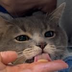 salut.ami 프로필 사진