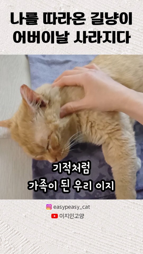 easypeasy_cat 게시물 이미지: 오늘은 우리 가족이 잊을 수 없는 날..
바로.. 이지가 가출한 지 1년이 되는...