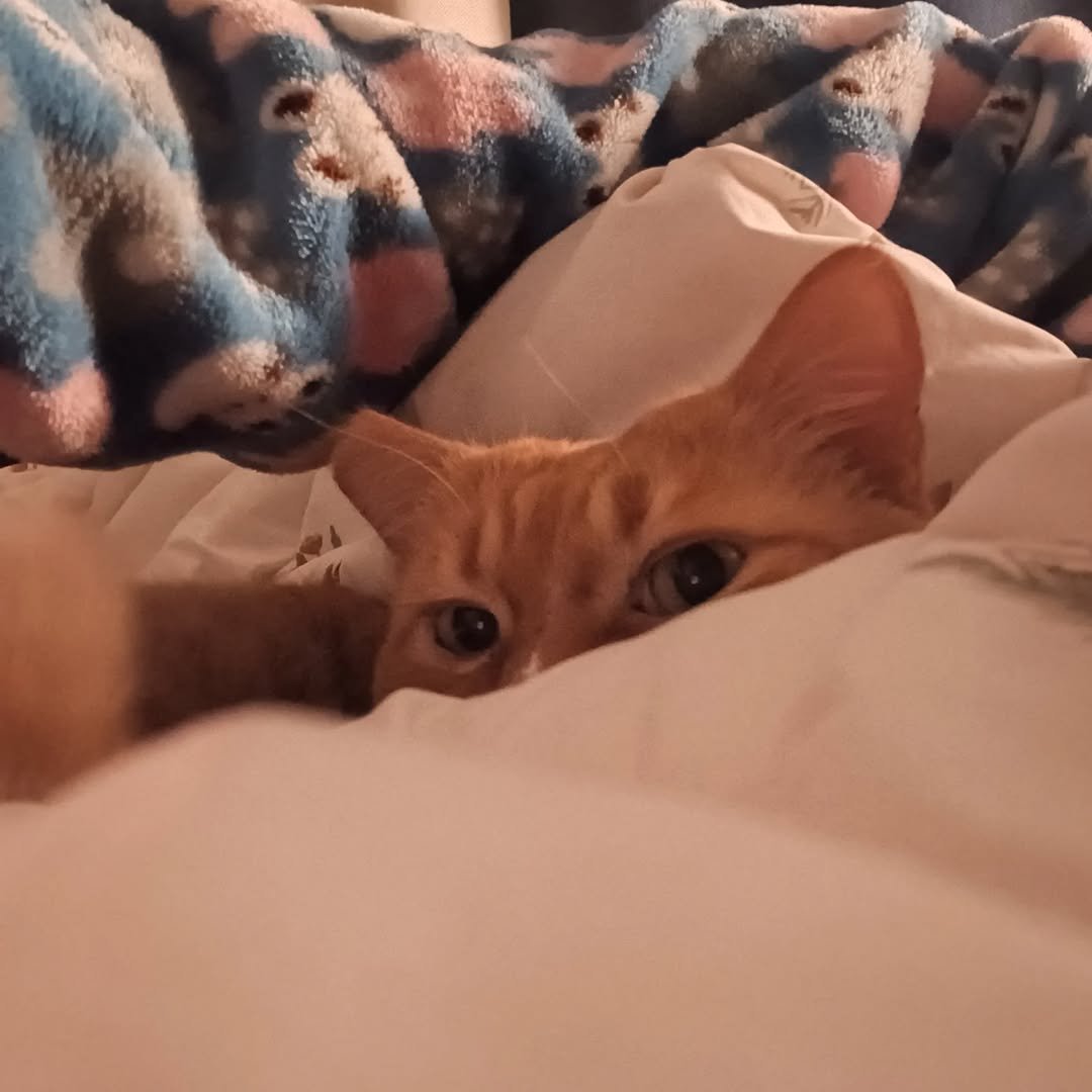 Photo by 이지냥냥 on February 02, 2026. May be an image of kitten, Abyssinian cat, blanket and text.