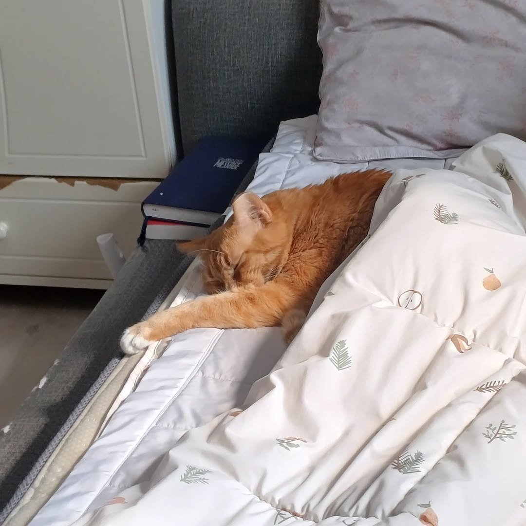 Photo by 이지냥냥 on March 16, 2026. May be an image of sleeping, Abyssinian cat, kitten, bed, mattress, bedroom and text.