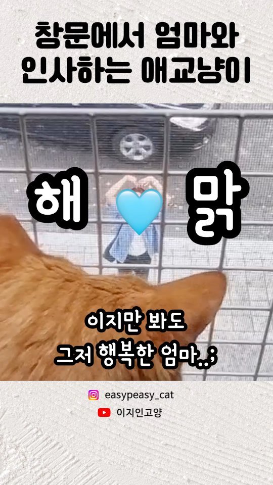 easypeasy_cat 게시물 이미지: ⭐이번 영상을 끝까지 봐야 하는 이유⭐

마중냥이의 정석 김이지😺!를 볼 수 있기...